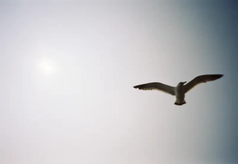 Film photograph shot on Kodak Vision3 250D with an Olympus Mju-I by CJ Liu