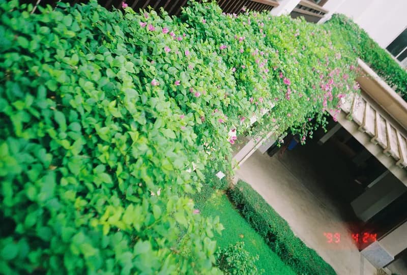 Film photograph shot on Kodak Gold 200 with an Olympus Mju-I by CJ Liu