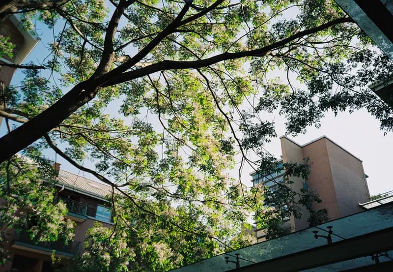 Film photograph shot on Kodak Gold 200 with an Olympus Mju-I by CJ Liu