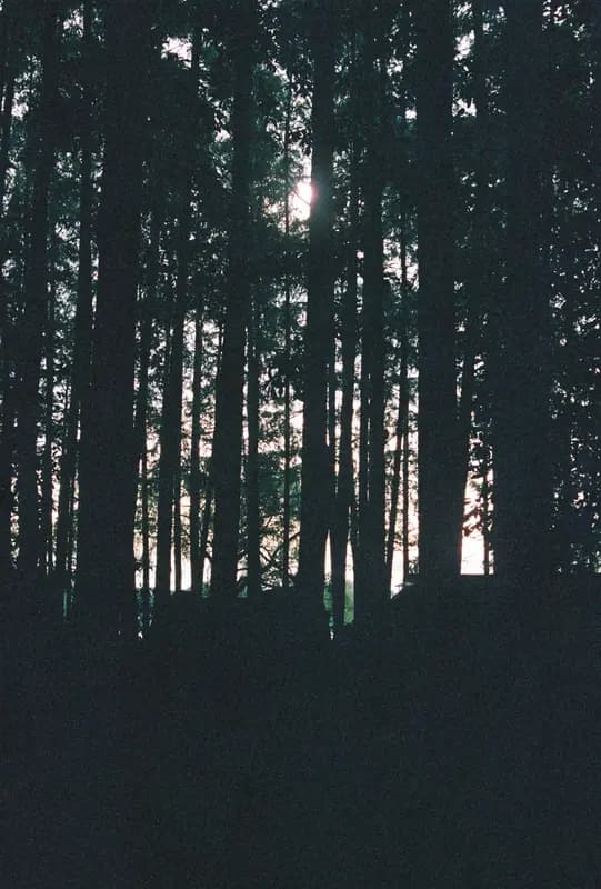 Film photograph shot on Fujifilm Superia Premium 400 with a Canon AE-1 Program by Zigao Wang