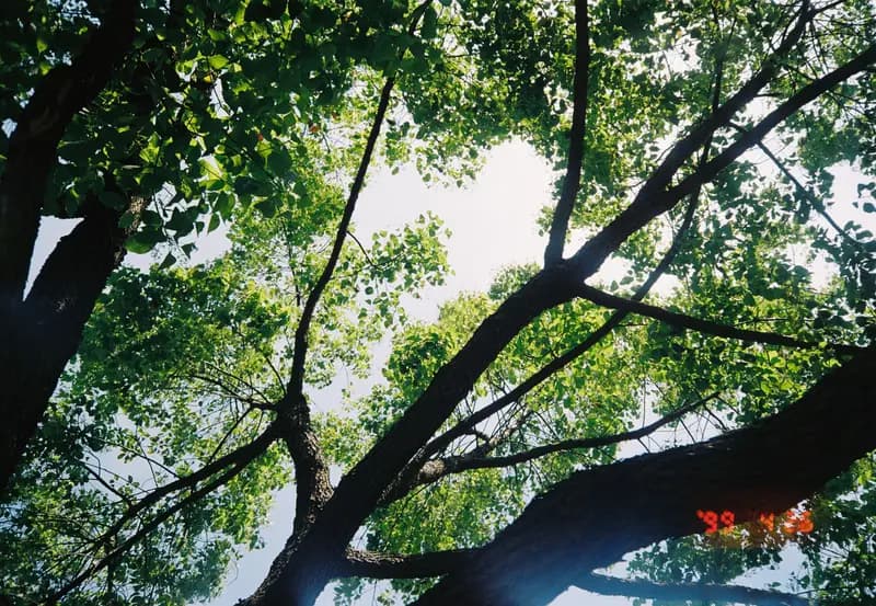 Film photograph shot on Kodak Gold 200 with an Olympus Mju-I by CJ Liu
