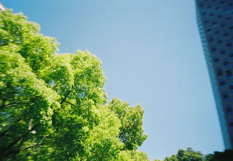 Film photograph shot on Kodak Gold 200 with an Olympus Mju-I by CJ Liu