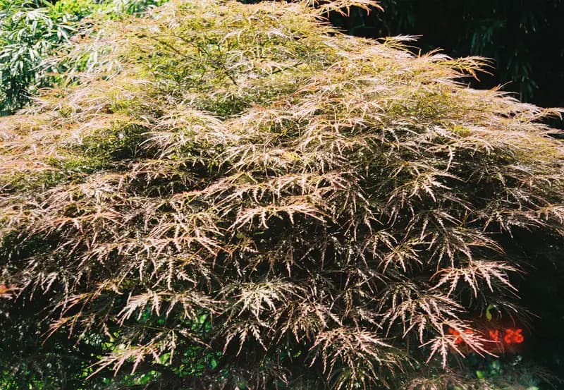 Film photograph shot on Kodak Gold 200 with an Olympus Mju-I by CJ Liu