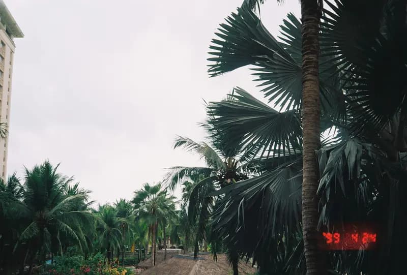 Film photograph shot on Kodak Gold 200 with an Olympus Mju-I by CJ Liu