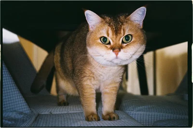 Film photograph shot on Kodak UltraMax 400 with a Konica Big Mini BM-201 by Zigao Wang