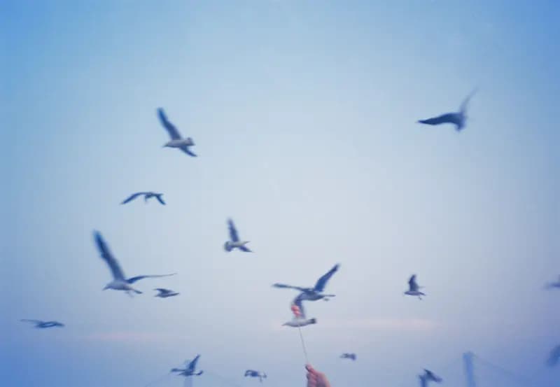 Film photograph shot on Kodak Vision3 250D with an Olympus Mju-I by CJ Liu