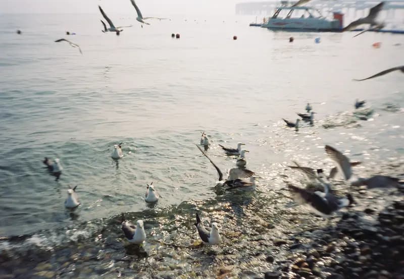 Film photograph shot on Kodak Vision3 250D with an Olympus Mju-I by CJ Liu