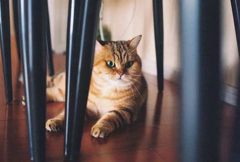 Film photograph shot on Kodak UltraMax 400 with a Canon AE-1 Program by Zigao Wang
