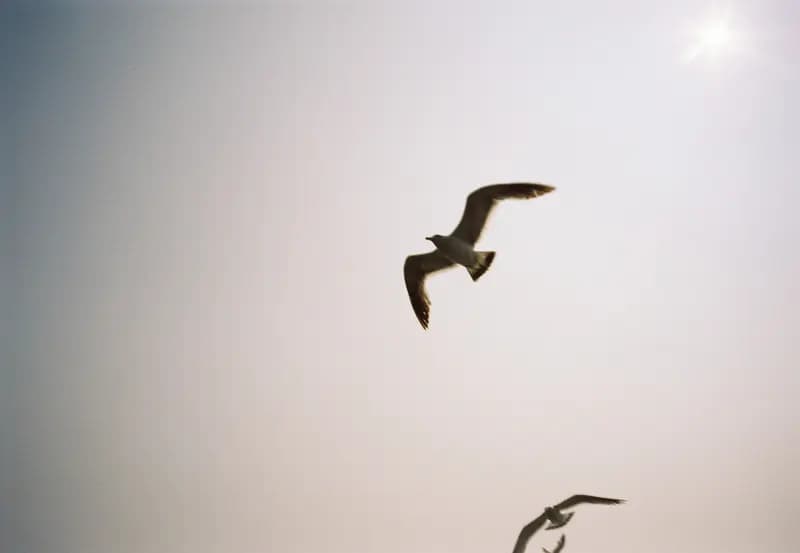 Film photograph shot on Kodak Vision3 250D with an Olympus Mju-I by CJ Liu